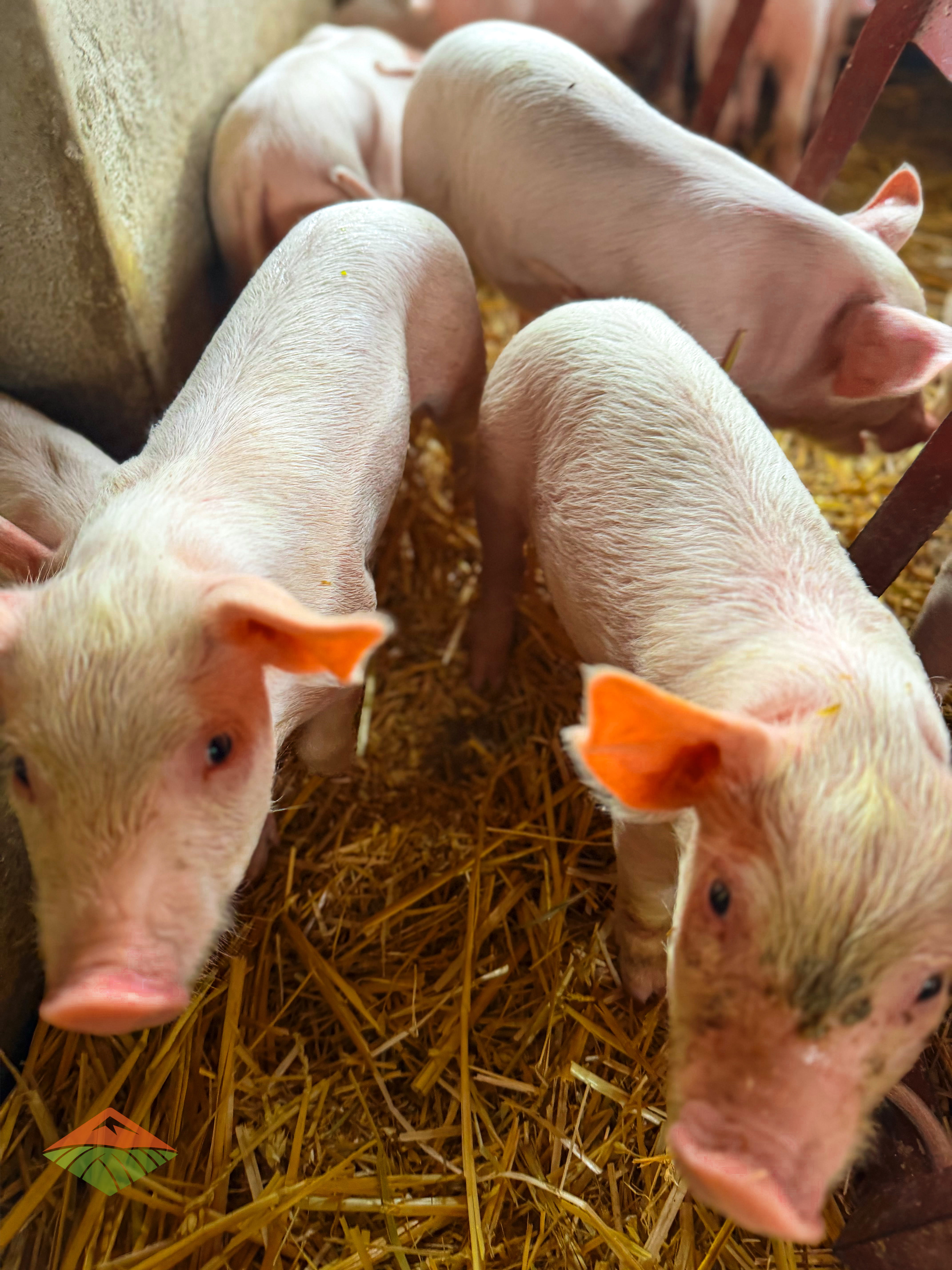 Mauriberg Pig Farm elite Duroc genetics piglets showcasing premium breeding stock