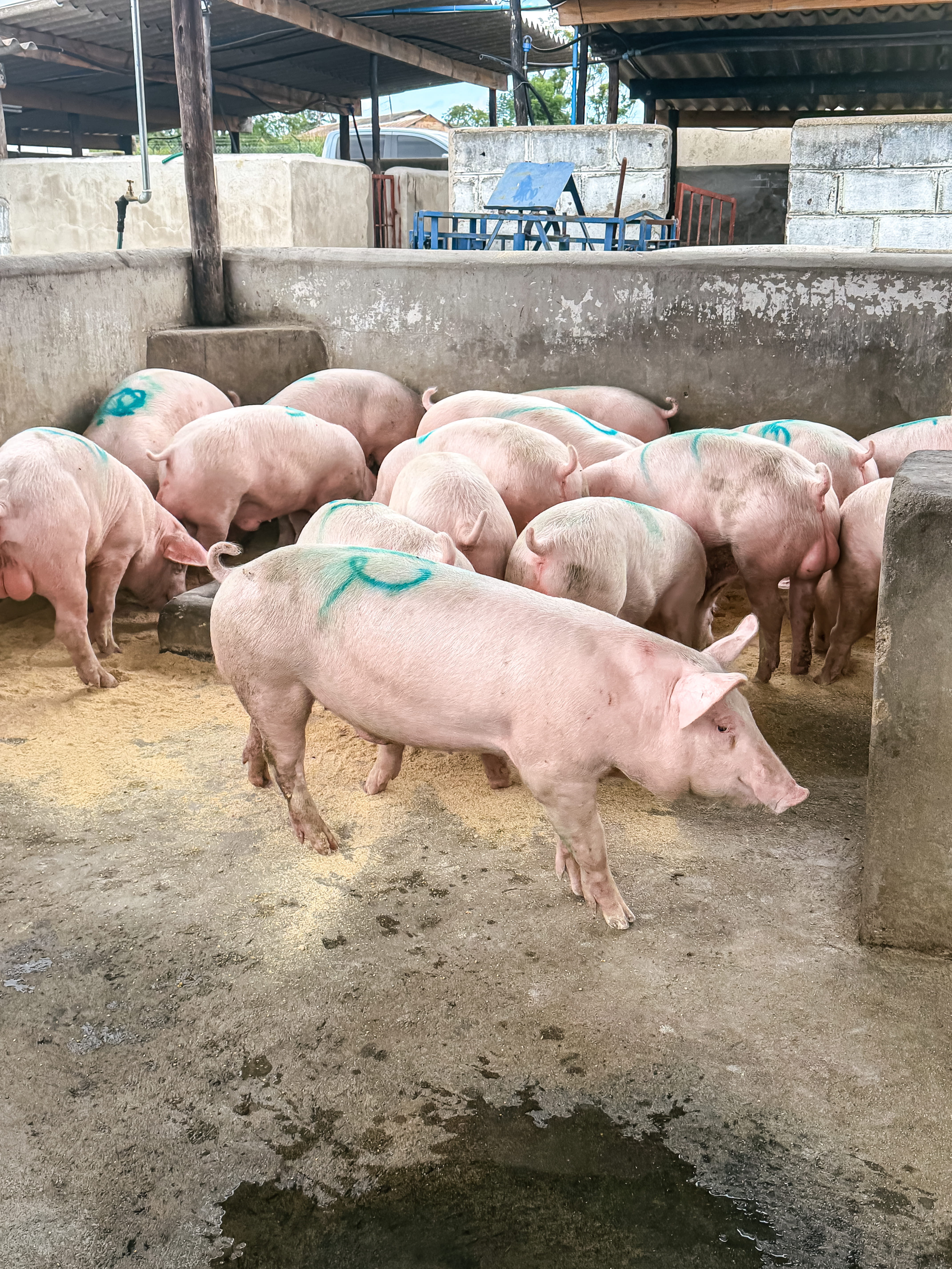 Mauriberg Pig Farm finishing facility with biosecure pens for pig cultivation