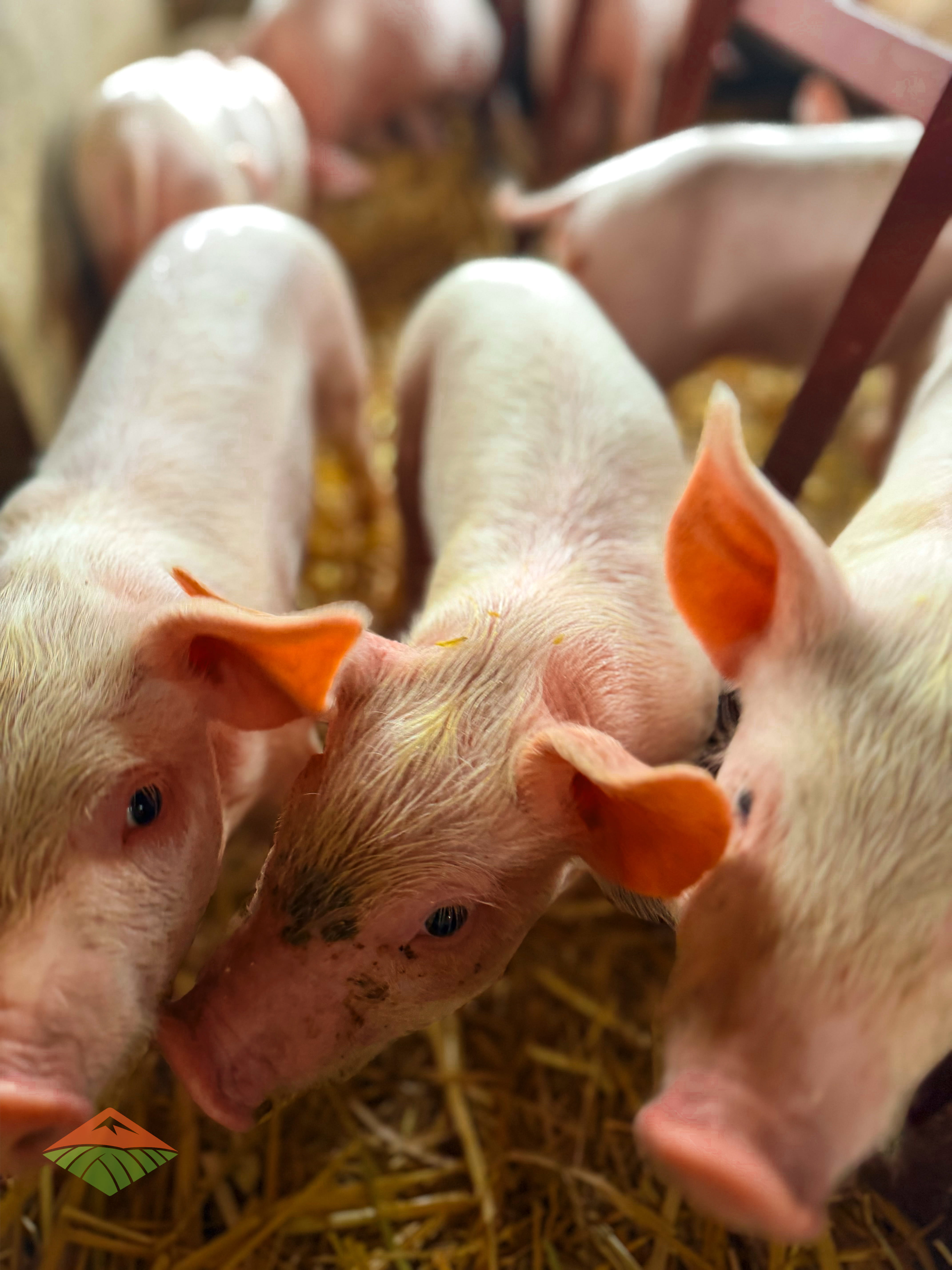 Mauriberg Pig Farm close-up of piglet litter with optimal health and growth conditions