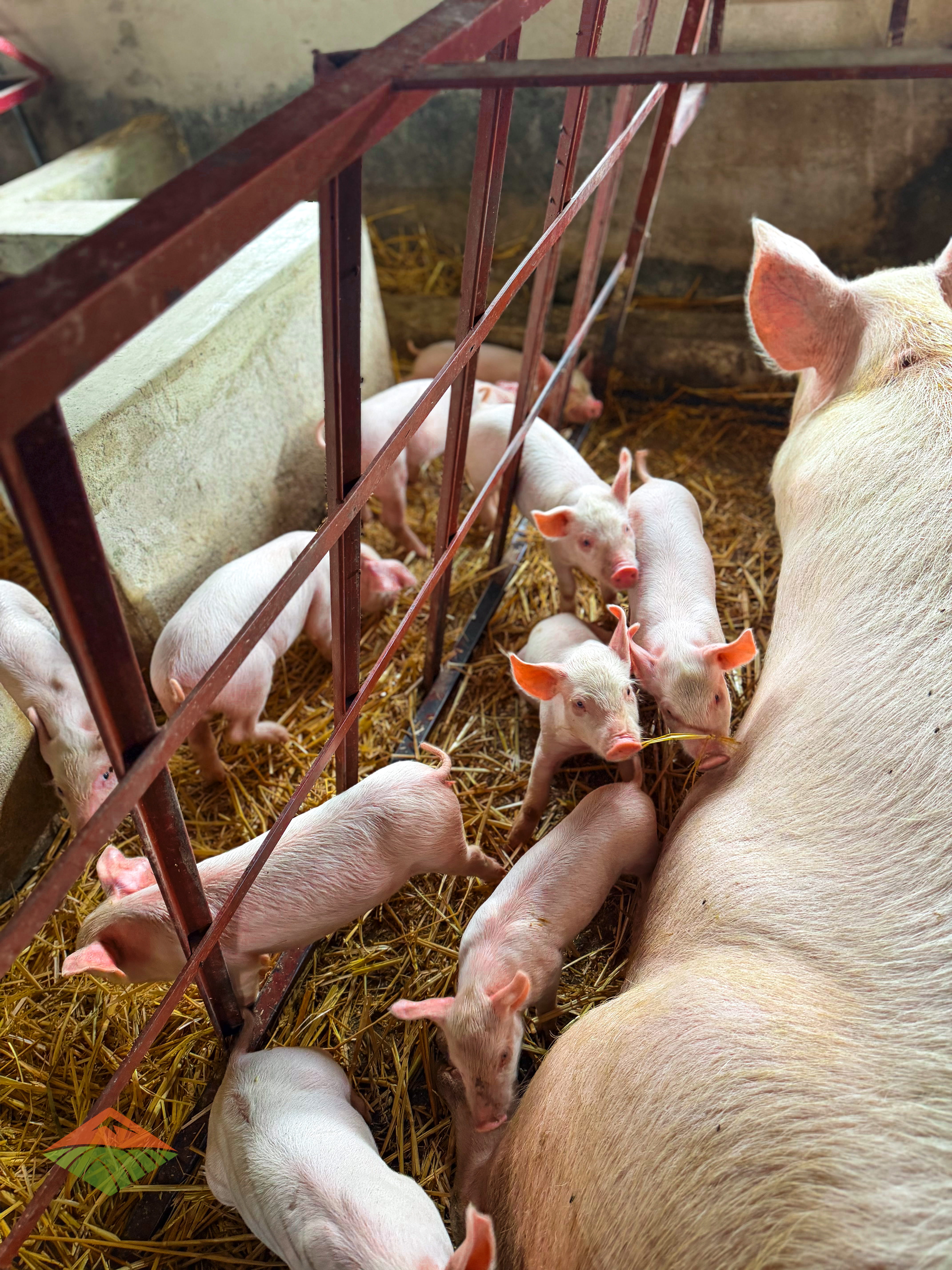 Mauriberg Pig Farm sow nursing piglets with expert animal welfare practices
